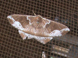 Miantochora picturata
